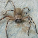 huntsman spider source image